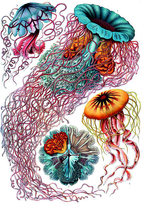 Kunstformen der Natur – Clase bcn