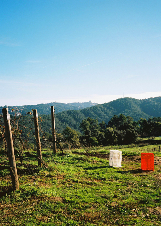 Vinyes de Barcelona – Clase bcn