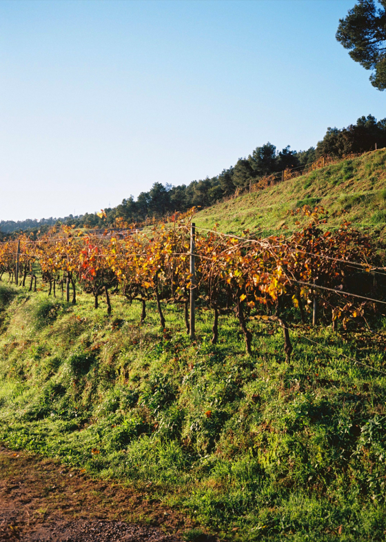 Vinyes de Barcelona – Clase bcn