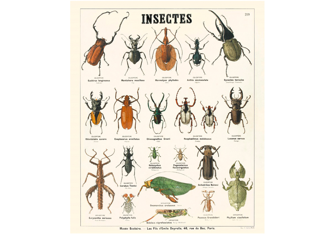 Deyrolle – Clase bcn