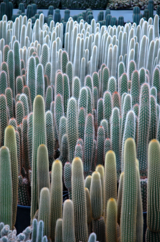 Cactus Costa Brava – Clase bcn