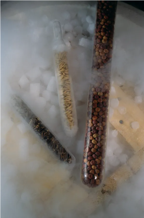 Global seed vault – Clase bcn